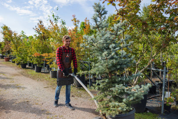 How Our Tree Care Process Works  in Burnsville, MN